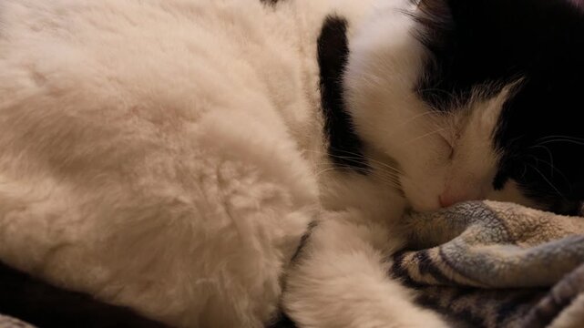 A black and white cat is sleeping on a cozy blanket