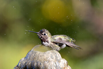 Naklejka premium An Anna's Hummingbird bathing and splashing and keeping cool in a fountain in a garden in California.