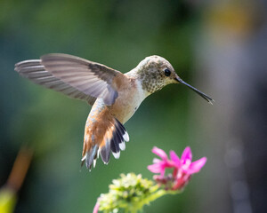 Naklejka premium A beautiful brown rufous hummingbird flying in a garden of wildflowers. 