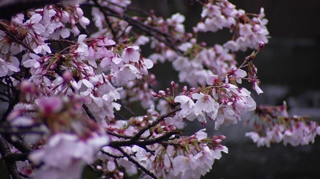 Close-up of blooming cherry blossoms with water drops dripping against a river in spring rain