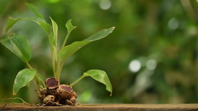 Black galingale or Kaempferia parviflora rhizomes on natural background.