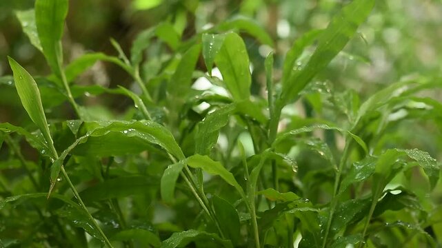 Centotheca lappacea branch green leaves and rain on natural background.