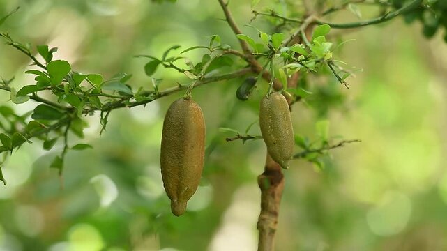 Finger Lime fruits on natural background.
