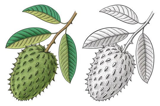 Spiky green and textured soursop fruit with leaves illustration