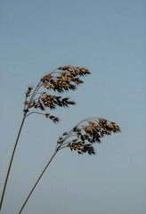 Naklejka premium Harvest and agriculture concept, oat plants with grain against a clear blue sky, natural food production and farming