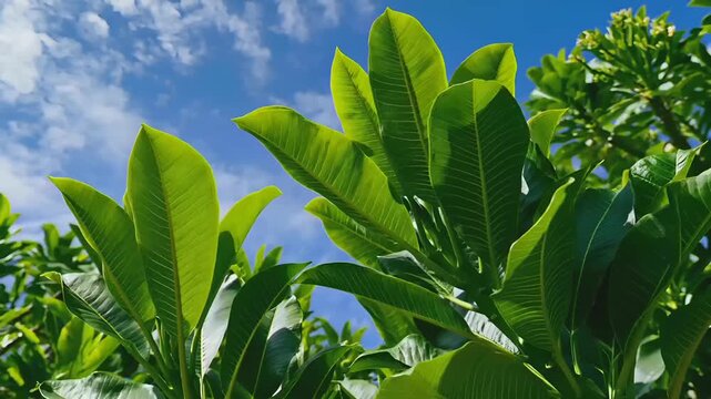 Summer hot vibe lifestyle. A closeup of lush green leaves against a bright blue sky with fluffy white clouds. The leaves are large and elongated, with deep green veins and a glossy texture.