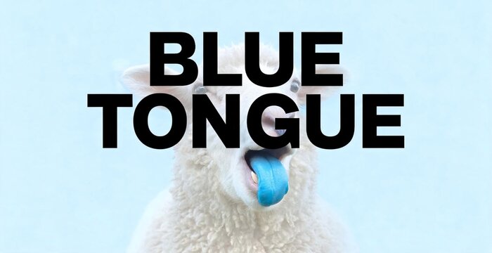 A lamb with a blue tongue sticking out is featured in this image with bold text BLUE TONGUE written over it.