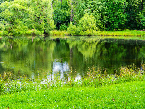 green grass on shore of pond in park on summer day