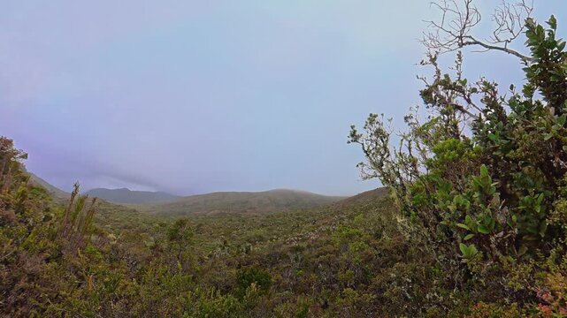 Colombian paramo landscape on a foggy day