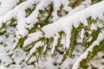 Green fir branches in winter covered with snow © Dmitrii Potashkin