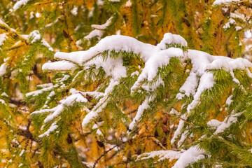 Green fir branches in winter covered with snow © Dmitrii Potashkin