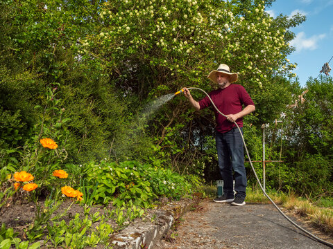 Gardener waters vibrant orange marigolds under sunny skies. Man in hat smiles as he tends to lush greenery. Ideal for gardening, summer, or wellness themes. Path leads through thriving plants