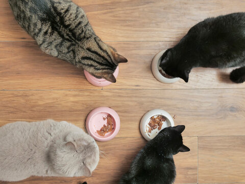 Four cats eat from bowls on wooden floor. One tabby, two black, and one gray cat. Each cat focused on own meal. Scene shows pets enjoying quiet mealtime. Ideal for pet care, animal love