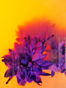 Vibrant purple flower blooms against fiery orange-yellow background. Abstract artistic blur enhances texture and color contrast. Ideal for creative design, advertising, or editorial themes