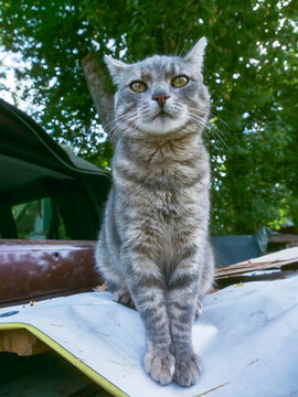 Serene gray tabby cat perched atop old metal, surrounded by lush greenery