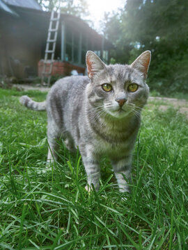 Gray tabby cat strides forward on lush green grass. Focused gaze and alert posture suggest curiosity or caution. Outdoors in backyard, brick wall visible behind. Perfect for pet-related content