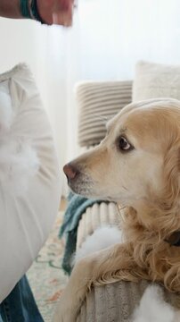 Owner Scolding Golden Retriever Dog For A Torn Pillow