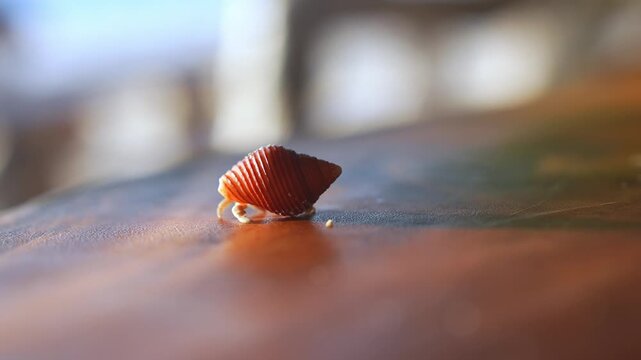 A tiny orange hermit crab wearing a spiral shell slowly walks along a polished wooden tabletop during daytime in Maldives.