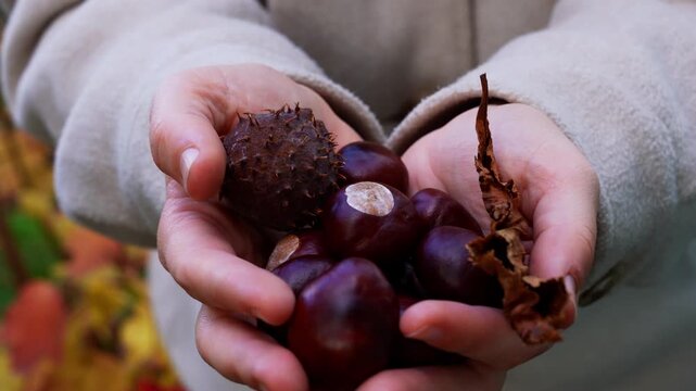 Smooth brown chestnuts with glossy shells Held by Unrecognizable Woman in outdoor autumn background. Concept of abundance of the fall harvest and connection with nature