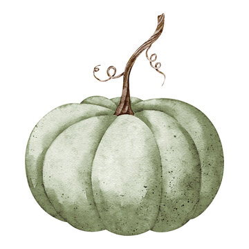 Pumpkin watercolor illustration of a green ribbed autumn vegetable isolated on background. Harvest clipart with gourd for Thanksgiving invitation, fall, farm, garden, food and seasonal designs.
