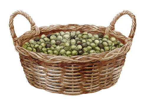 Olive basket watercolor illustration with fresh green fruits in a woven wicker container isolated on background. Mediterranean harvest clipart for food, farm, market and rustic designs.