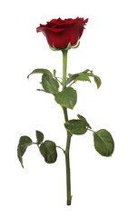 Obraz premium One beautiful red rose isolated on white