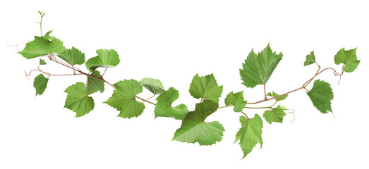 Fototapeta premium Grapevine with green leaves on transparent background