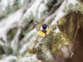Cute bird Great tit, songbird sitting on the fir branch with snow in winter © Dmitrii Potashkin