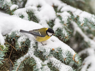 Cute bird Great tit, songbird sitting on the fir branch with snow in winter © Dmitrii Potashkin