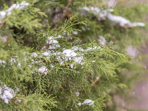 Close-up of thuja in snow. Thuja branch covered with layer of snow. White background. Green thuja branches are covered with frost outdoors in winter.