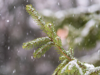 Green fir branches in winter covered with snow © Dmitrii Potashkin