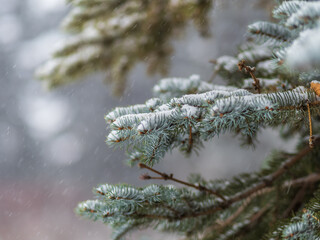 Green fir branches in winter covered with snow © Dmitrii Potashkin