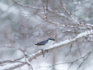 Fototapeta premium Eurasian nuthatch or wood nuthatch, lat. Sitta europaea, sitting on a tree branch with snow