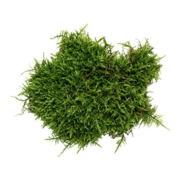 Green moss clump