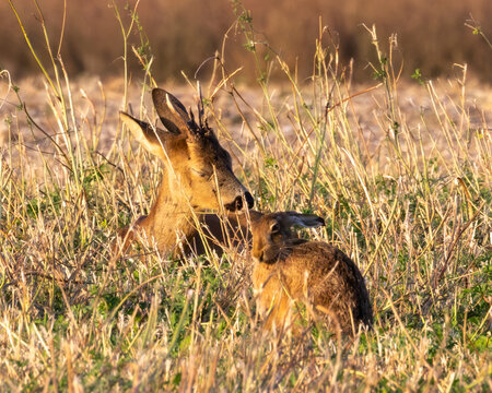 Male Roe deer and a brown hare relaxing together in a stubble field. Golden hour image in England.