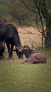An up-close look at the Asian river buffalo (Bubalus bubalis). Herd of domestic water buffaloes grazing and interacting in a pasture.
