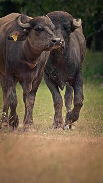 An up-close look at the Asian river buffalo (Bubalus bubalis). Herd of domestic water buffaloes grazing and interacting in a pasture.