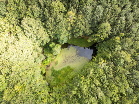 Aerial view of a small pond with green algae surrounded by a dense forest in the Parco Nazionale dell'Appennino Tosco-Emiliano, Provincia di Massa e Carrara, Italy.