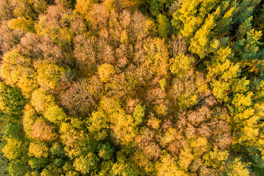 Top down aerial view of dense forest covered with golden and yellow autumn foliage. Colorful treetops create an abstract natural pattern photographed directly from above.