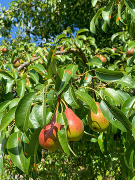 Ripe red and green pears hanging on tree branches with lush green leaves in an orchard. Vertical