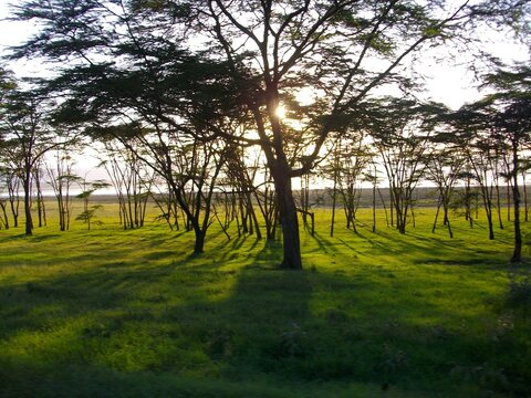 Coucher de soleil dor&eacute; &agrave; travers une for&ecirc;t d'acacias au Kenya