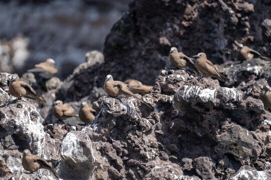 Colony of brown noddies (Anous stolidus) and black noddies (Anous minutus) on a volcanic islet off of Saint Helena in the South Atlantic Ocean