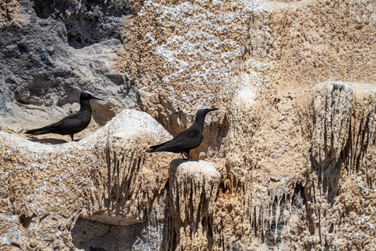 Black noddies (Anous minutus) perched on a volcanic islet off of Saint Helena in the South Atlantic Ocean
