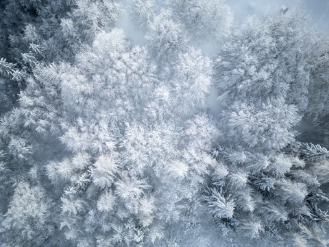 Aerial view of the snow-covered forest in Parco Nazionale dell'Appennino Tosco-Emiliano with frost-laden trees and a pristine white landscape in Sassalbo, Provincia di Massa e Carrara, Italy.