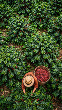 Overhead view of coffee picker and harvest basket