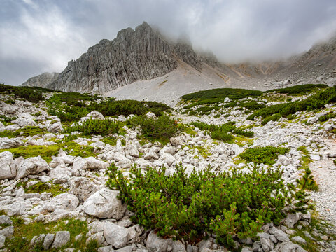 Horizontal view of dwarf mountain pine (ru&scaron;evje) growing among limestone rocks in the Suho ru&scaron;evje basin, with the misty cliff face of Orličje rising into the clouds in the Karawanks, Slovenia