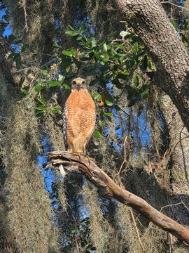 Watchful Hawk