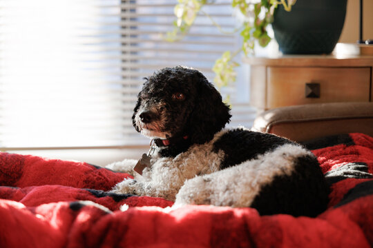 Cute cockapoo dog resting on a couch by a window