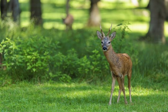 A roe buck (Capreolus capreolus) stands attentively in a green meadow at the edge of the forest on a sunny day. Bavaria, Germany