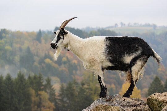 A peacock goat (Capra aegagrus f. hircus) stands on a rock on a hazy sunny morning. In the background, a forest can be seen in the distance. Austria